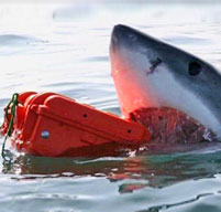 Great white shark biting an orange explorer case in the sea