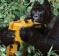 a gorilla in the jungle holding a Peli Storm case in yellow